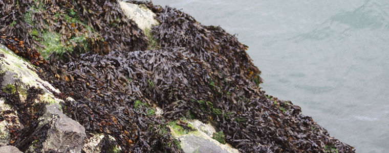 seaweed-crop